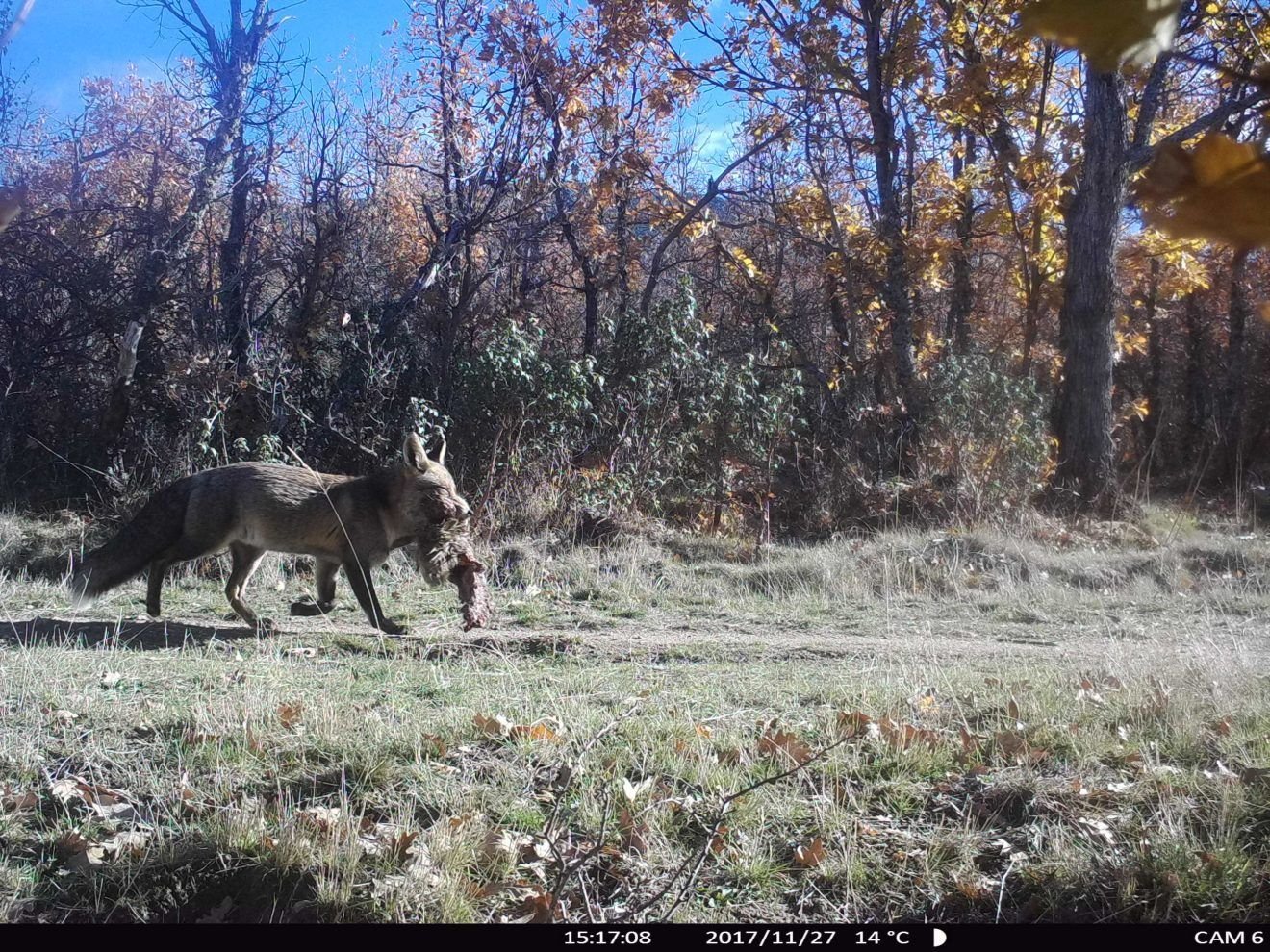 Fototrampeo C Maras Manual Y T Cnicas Para El Estudio De Fauna