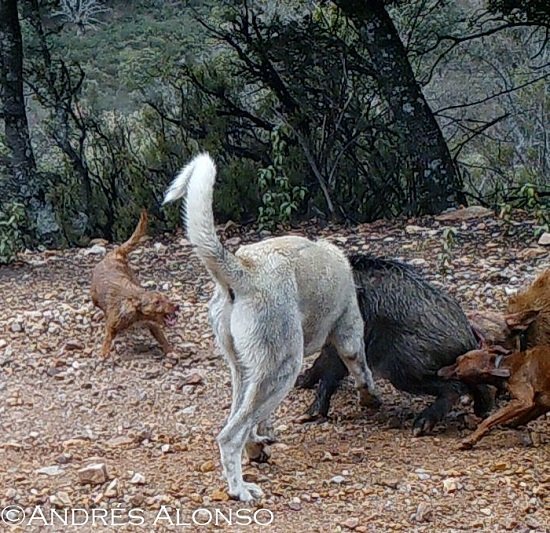 Perros dando caza a un jabalí