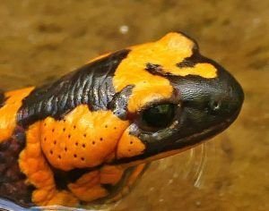 Glándulas de salamandra común