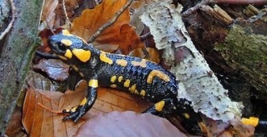 salamandra común - salamandra salamandra
